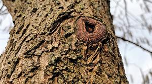 Corylus colurna: winter stunner with tactile bark (credit: Bob Askew)